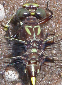 Common Sanddragon